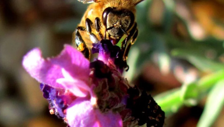 Pszczelarze protestują przeciw GMO - zdjęcie 1