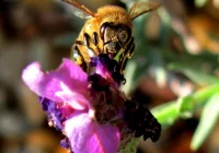 Pszczelarze protestują przeciw GMO - zdjęcie główne