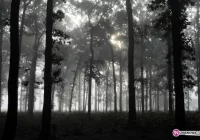 Widzialnośc tylko do 200 metrów - zdjęcie główne