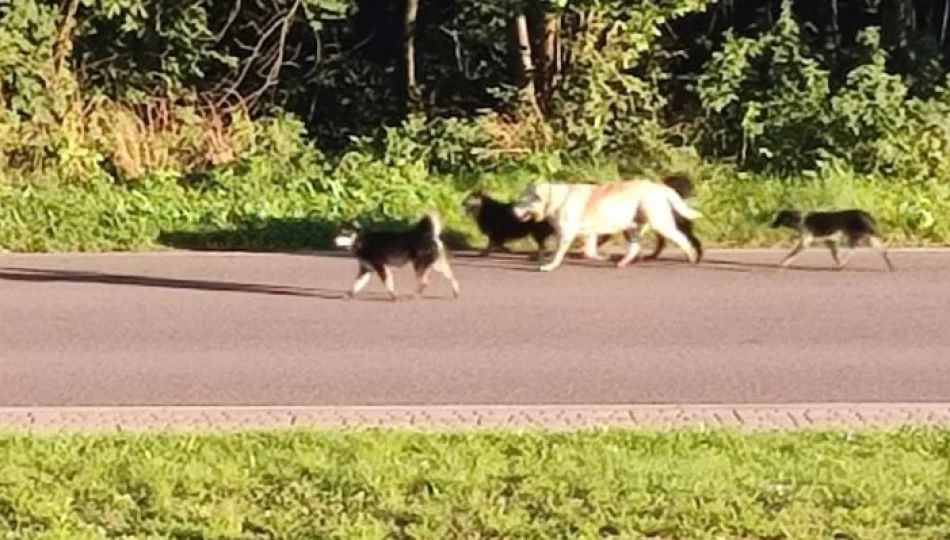 Z dwóch samochodów wyrzucono siedem psów - zdjęcie 1