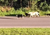 Z dwóch samochodów wyrzucono siedem psów - zdjęcie główne