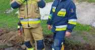 Wycieńczony pies nie mógł się wydostać - pomogli strażacy - zdjęcie 5