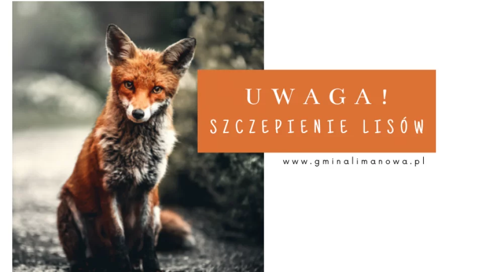 Jesienna akcja szczepienia lisów - zdjęcie 1