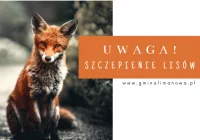 Jesienna akcja szczepienia lisów - zdjęcie główne