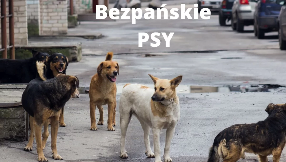 Apel w sprawie wałęsających się psów