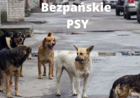 Apel w sprawie wałęsających się psów - zdjęcie główne