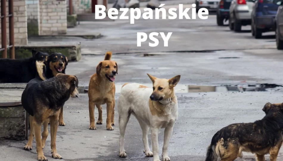 Apel w sprawie wałęsających się psów - zdjęcie 1