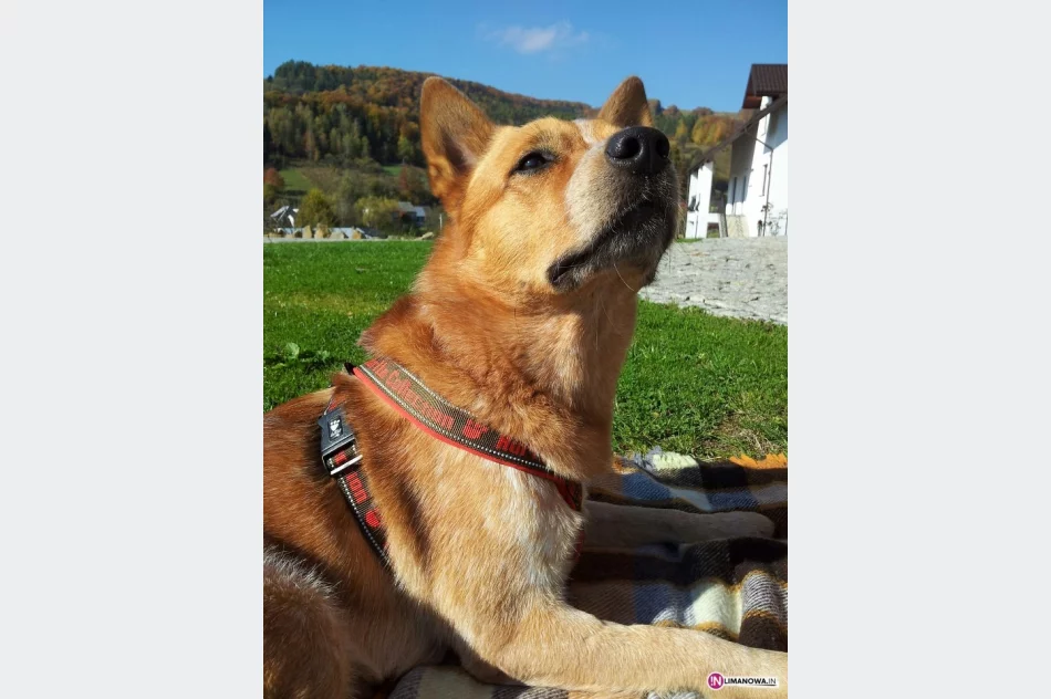 Poszukiwany, poszukiwana - zdjęcie 4