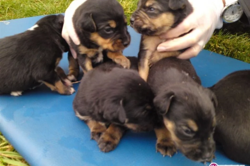 Szczeniaki wciąż czekają na dom - zdjęcie 2