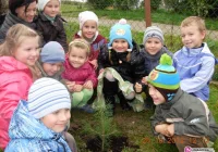 Włączyli się do akcji 'Święta drzewa' - zdjęcie główne