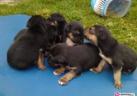 Urząd szuka domu dla 6 szczeniaków - zdjęcie główne