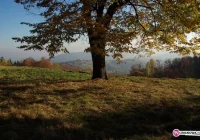 Ekshumacja żołnierzy - podsumowanie prac - zdjęcie główne