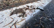 Malowanie na błocie - marnowanie pieniędzy - zdjęcie 3