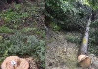 Złodziej wpadł dzięki fotopułapce - zdjęcie główne