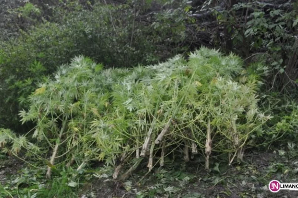 Przed ujawnieniem plantacji doszło do pożaru - zdjęcie 3