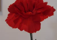 Plakat a mechanizm propagandy komunistycznej PRL - zdjęcie główne