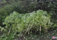 Plantacja konopii wartych 180 tys. zł - zdjęcie główne