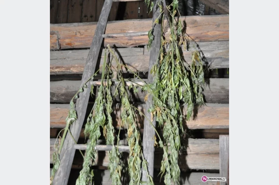 Plantacja konopii wartych 180 tys. zł - zdjęcie 2