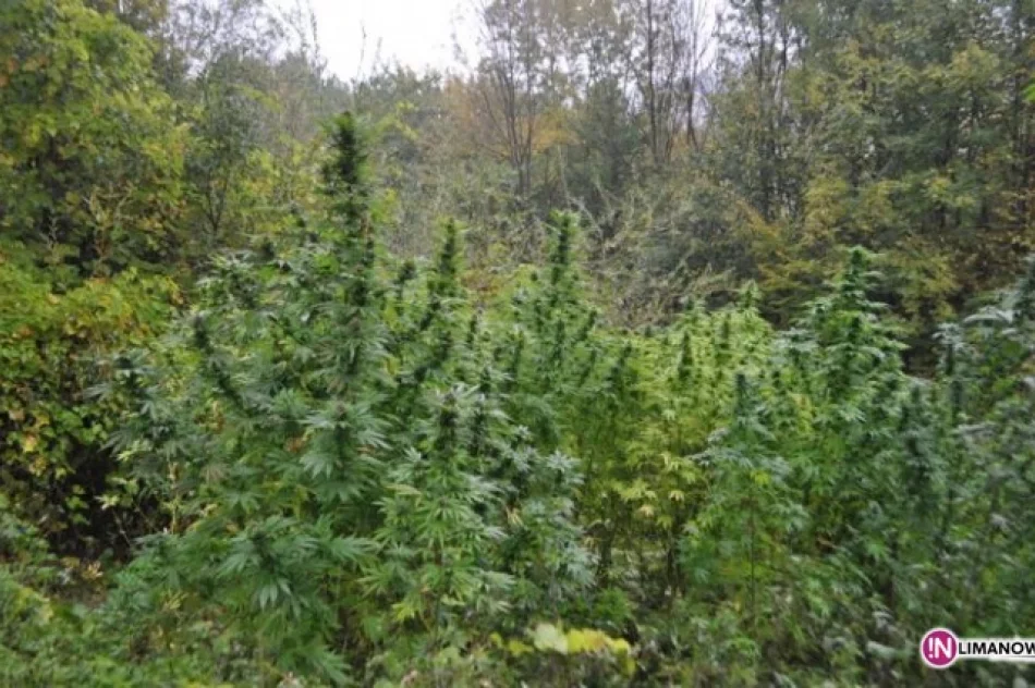 Plantacja konopii wartych 180 tys. zł - zdjęcie 3
