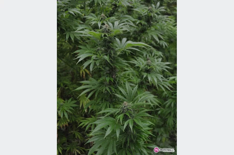 Plantacja konopii wartych 180 tys. zł - zdjęcie 4