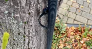Instalację elektryczną poprowadzili... po drzewie i w rynnie - zdjęcie 4