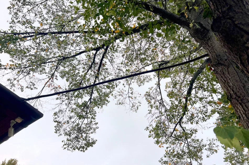 Instalację elektryczną poprowadzili... po drzewie i w rynnie - zdjęcie 9