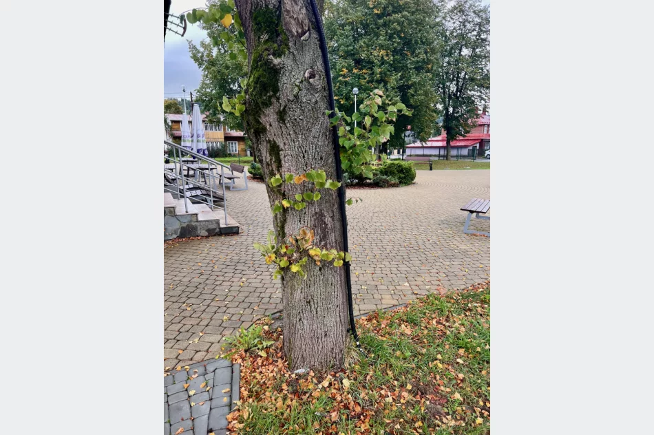 Instalację elektryczną poprowadzili... po drzewie i w rynnie - zdjęcie 11