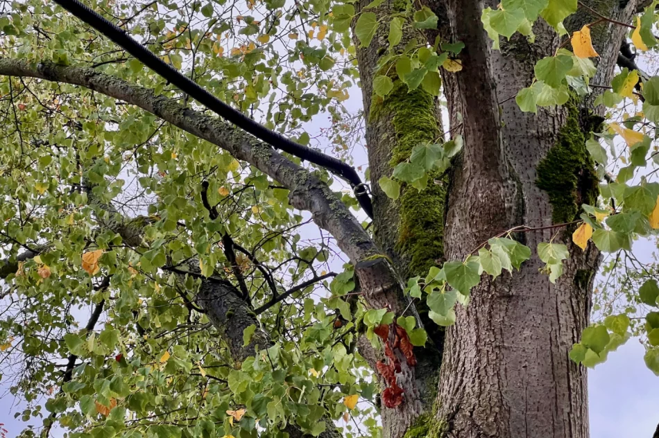Instalację elektryczną poprowadzili... po drzewie i w rynnie - zdjęcie 12