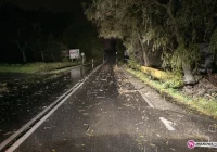 Jedno powalone drzewo - zdjęcie główne