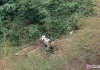 Mandat dla właściciela psa - zdjęcie główne