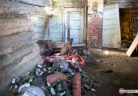 Właściciel w więzieniu, zostały czworonogi - zdjęcie główne