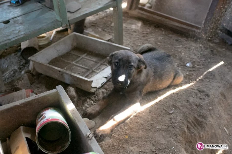 Właściciel w więzieniu, zostały czworonogi - zdjęcie 2