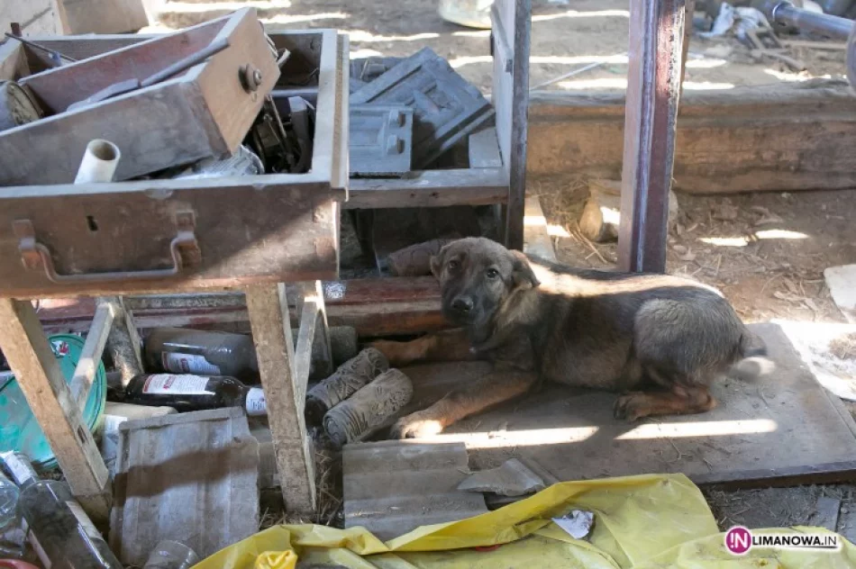 Właściciel w więzieniu, zostały czworonogi - zdjęcie 3