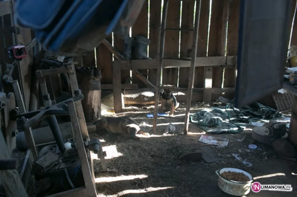 Właściciel w więzieniu, zostały czworonogi - zdjęcie 4