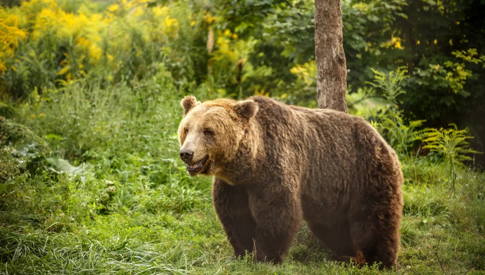 Spotkałaś/eś niedźwiedzia, wilka, rysia? Pomóż badaczom! - zdjęcie 1