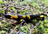 Giną płazy na całym świecie, ale u nas salamandra plamista nie jest zagrożona - zdjęcie główne