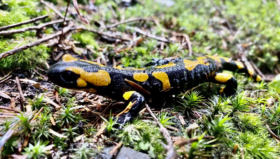 Giną płazy na całym świecie, ale u nas salamandra plamista nie jest zagrożona - zdjęcie 1