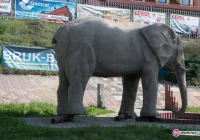 Kolejne uszkodzenie słonia - zdjęcie główne