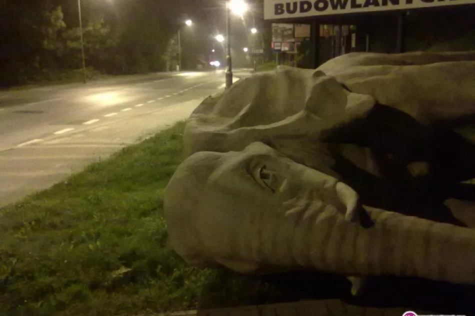 Kolejne uszkodzenie słonia - zdjęcie 2