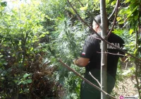 Konopie indyjskie rosły na Lubogoszczy - zdjęcie główne