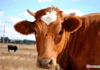 Nieszczęśliwy wypadek w gospodarstwie - zdjęcie główne