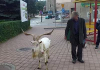 'Ehh.. ta Limanowa' - zdjęcie główne