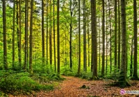 Tragiczny wypadek w lesie - zdjęcie główne