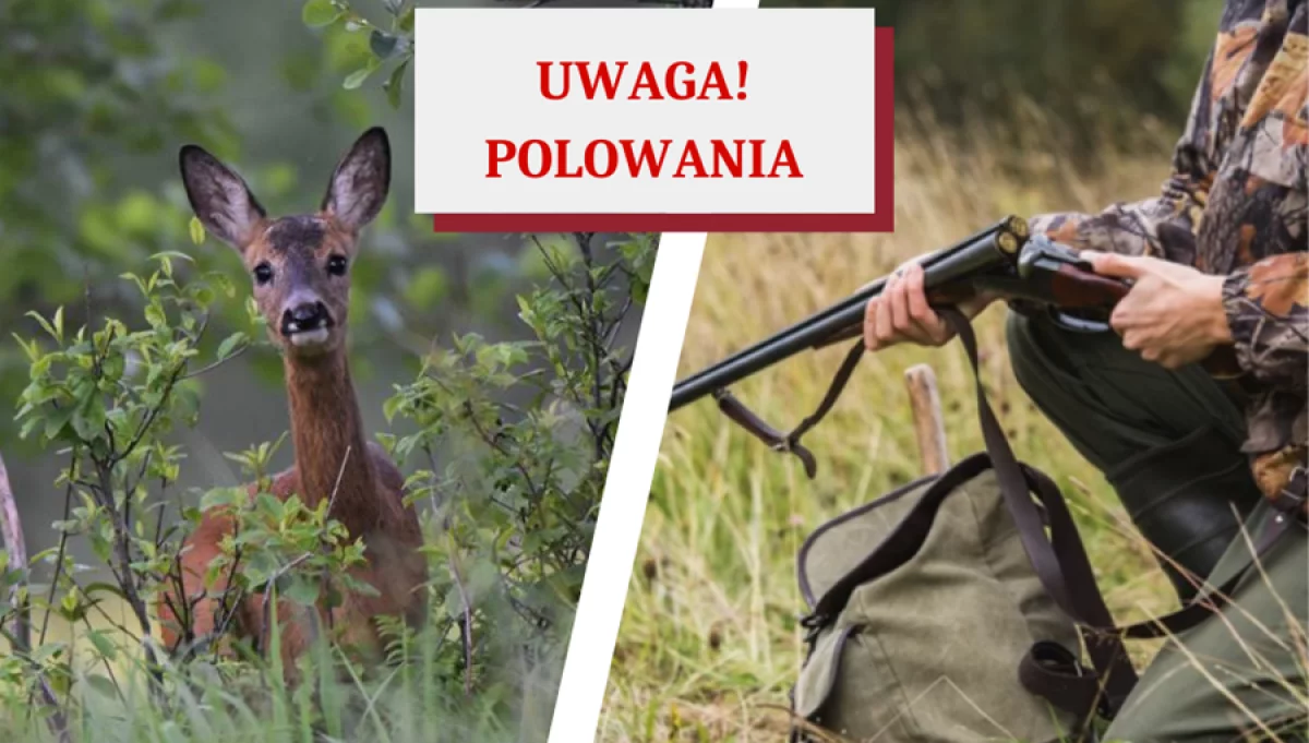 Plan polowań w roku łowieckim 2023/2024