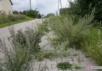 Fotointerwencja: 'Wyrzucone pieniądze' - zdjęcie główne