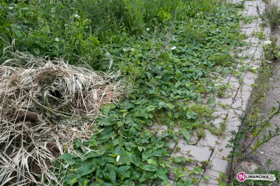 Fotointerwencja: 'Wyrzucone pieniądze' - zdjęcie 4