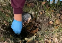 Małopolska: Rozbita siatka narkotykowa. Skrytki w… ziemi - zdjęcie główne