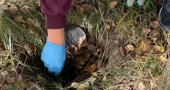 Małopolska: Rozbita siatka narkotykowa. Skrytki w… ziemi - zdjęcie 2