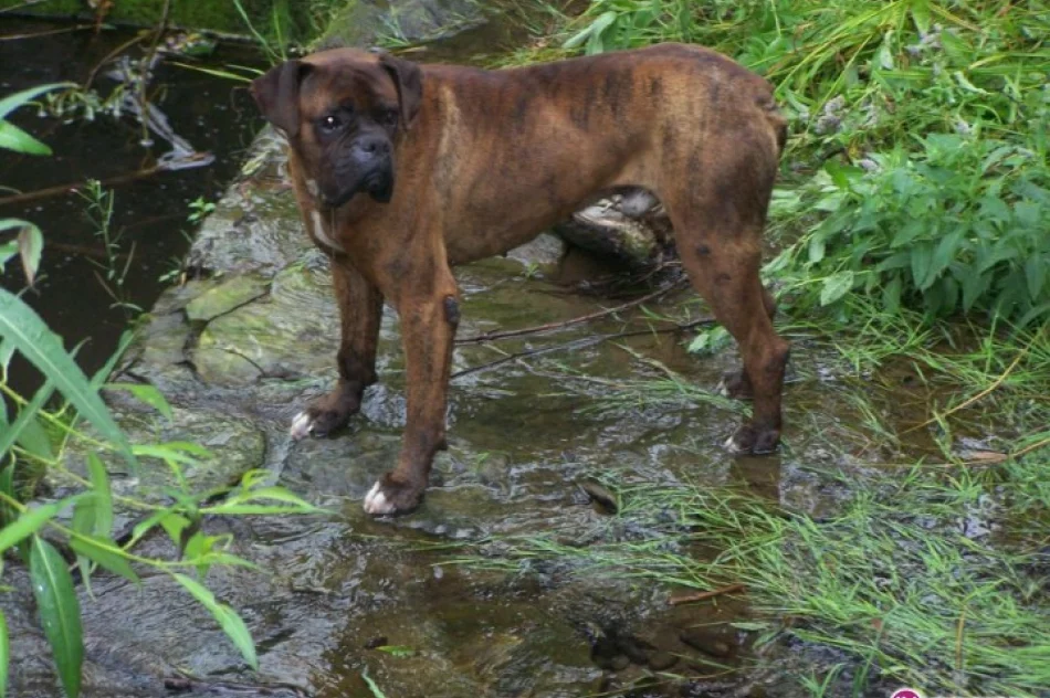 Dwa dni spędził w rzece - zdjęcie 2