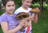 Sezon na grzyby - zdjęcie główne